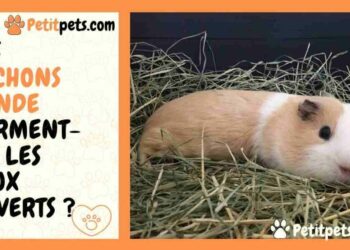 Pourquoi mon cochon d'Inde court comme un fou dans sa cage ?