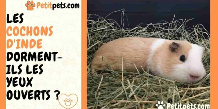 Pourquoi mon cochon d'Inde court comme un fou dans sa cage ?