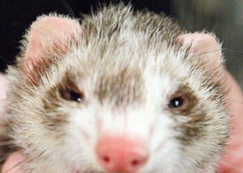 Pourquoi mon furet pleure ?