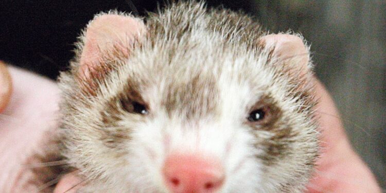 Pourquoi mon furet pleure ?