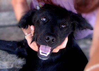 Pourquoi mon gecko ne sort pas de sa cachette ?