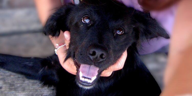 Pourquoi mon gecko ne sort pas de sa cachette ?