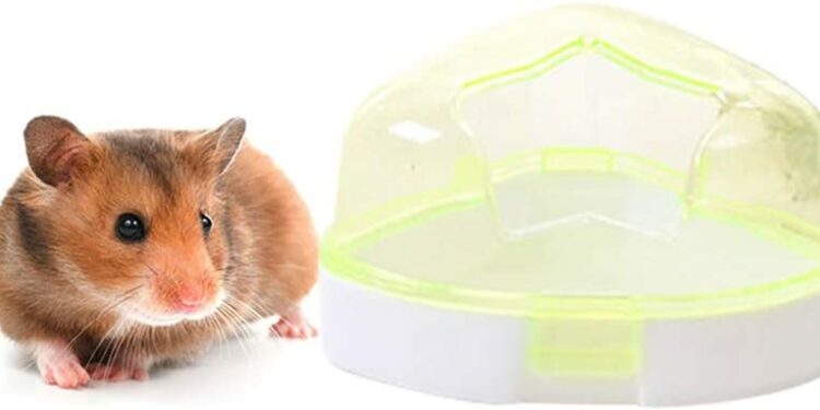 Pourquoi mon hamster fait pipi partout ?