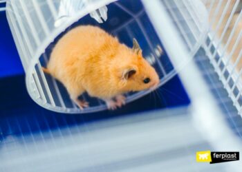 Pourquoi mon hamster me mord soudainement ?