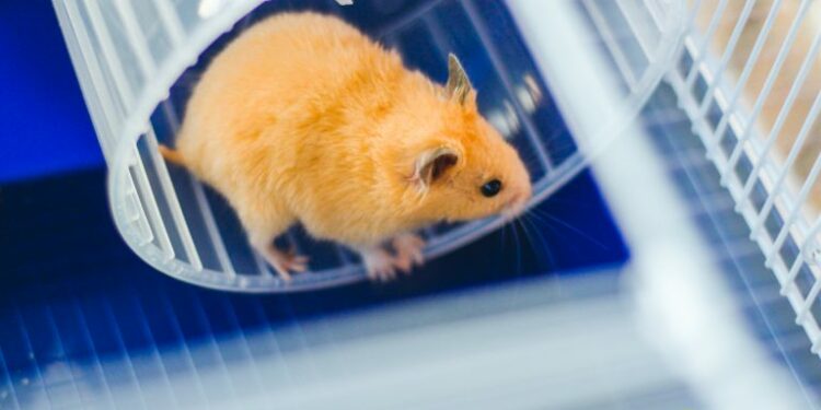 Pourquoi mon hamster me mord soudainement ?