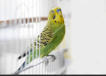 Pourquoi mon inséparable crie beaucoup ?