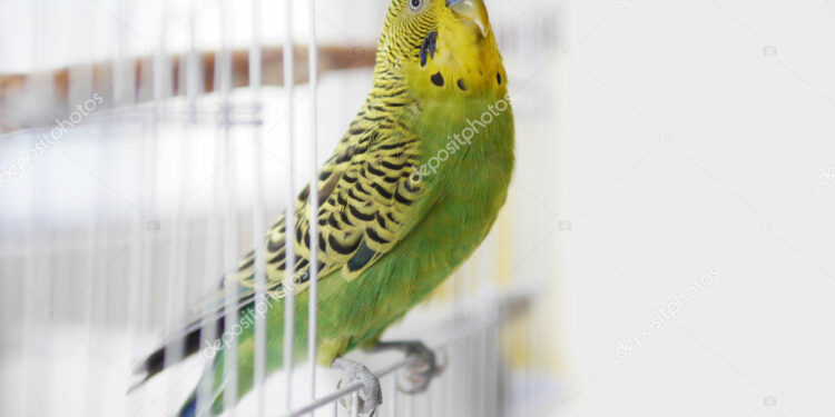 Pourquoi mon inséparable crie beaucoup ?