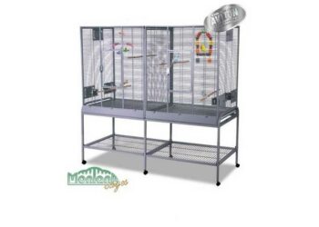 Pourquoi mon inséparable crie beaucoup ?