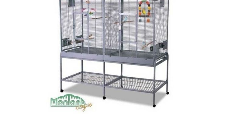 Pourquoi mon inséparable crie beaucoup ?