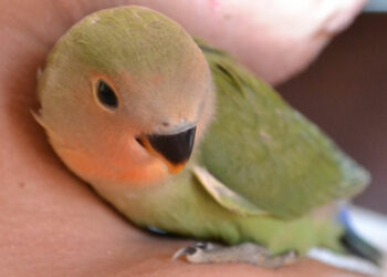 Pourquoi mon inséparable crie beaucoup ?