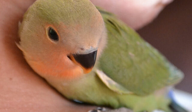 Pourquoi mon inséparable crie beaucoup ?