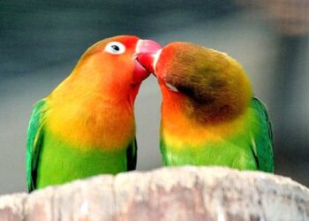 Pourquoi mon inséparable crie beaucoup ?