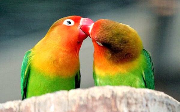 Pourquoi mon inséparable crie beaucoup ?