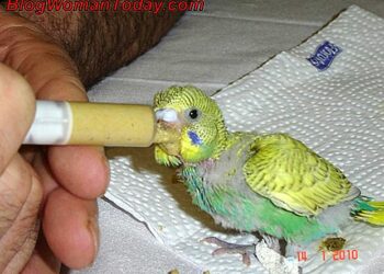 Pourquoi mon inséparable crie beaucoup ?