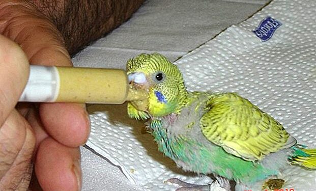 Pourquoi mon inséparable crie beaucoup ?