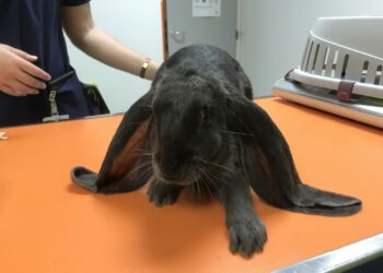 Pourquoi mon lapin a les oreilles levées ?