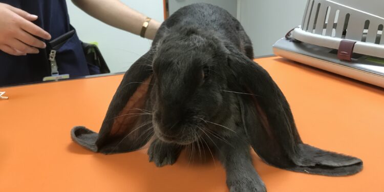 Pourquoi mon lapin a les oreilles levées ?