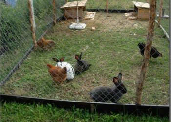 Pourquoi mon lapin attaque mes poules ?