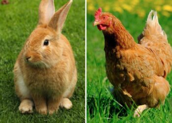 Pourquoi mon lapin attaque mes poules ?