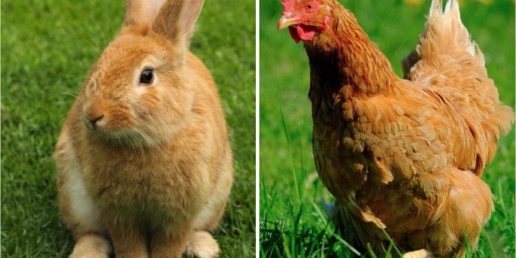 Pourquoi mon lapin attaque mes poules ?