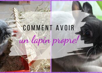 Pourquoi mon lapin fait des crottes partout ?