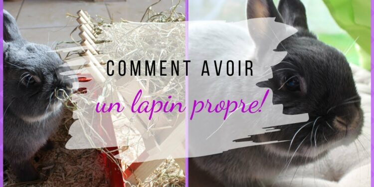 Pourquoi mon lapin fait des crottes partout ?