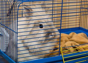 Pourquoi mon lapin fait des crottes partout ?