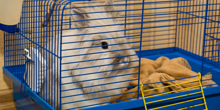 Pourquoi mon lapin fait des crottes partout ?