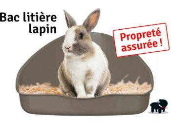 Pourquoi mon lapin fait pipi à côté de sa litière ?