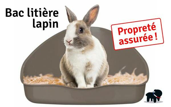 Pourquoi mon lapin fait pipi à côté de sa litière ?
