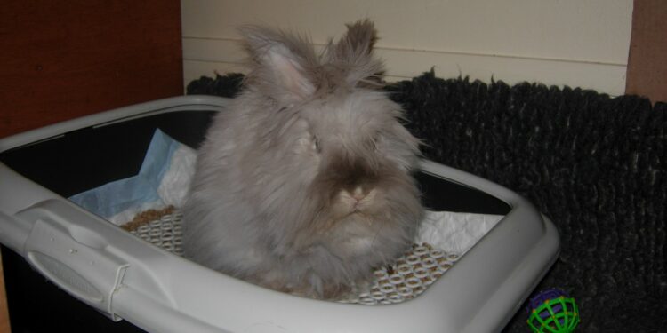 Pourquoi mon lapin fait pipi partout dans la maison ?