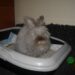 Pourquoi mon lapin fait pipi partout dans la maison ?