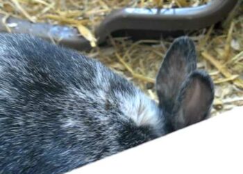 Pourquoi mon lapin mâle arraché les poils de ma lapine ?
