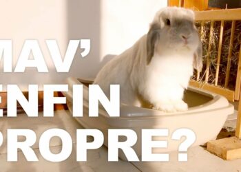 Pourquoi mon lapin nain fait ses crottes partout ?