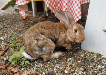 Pourquoi mon lapin nain perd beaucoup de poils ?