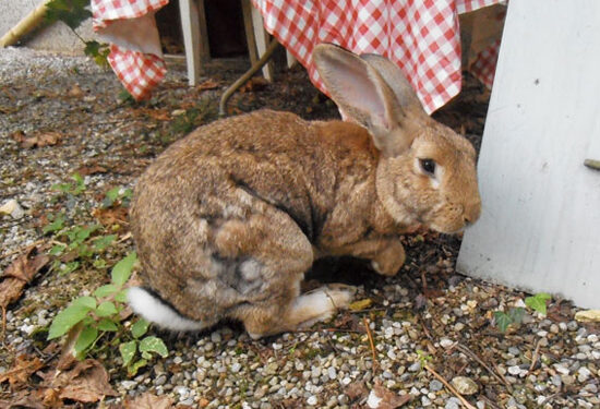 Pourquoi mon lapin nain perd beaucoup de poils ?