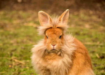 Pourquoi mon lapin qui était propre ne l'est plus ?