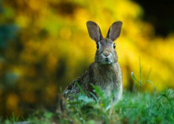 Pourquoi mon lapin respire vite et tremble ?