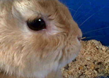 Pourquoi mon lapin reste allongé ?