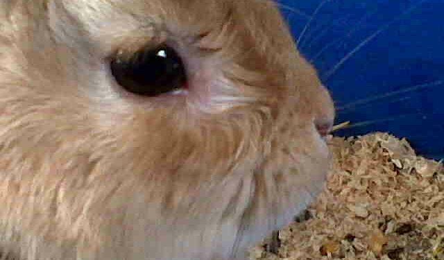 Pourquoi mon lapin reste allongé ?