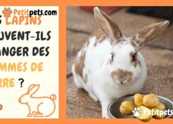 Pourquoi mon lapin sort tout son foin par terre ?