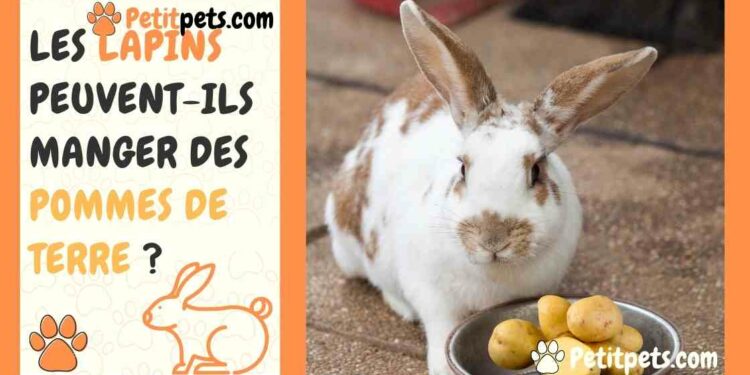 Pourquoi mon lapin sort tout son foin par terre ?