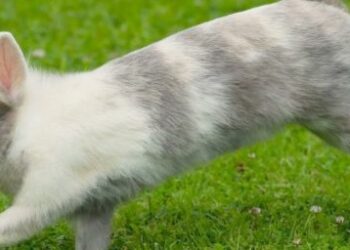 Pourquoi mon lapin veut me mordre ?