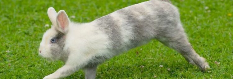 Pourquoi mon lapin veut me mordre ?