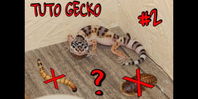 Pourquoi mon lézard ne mange pas ?