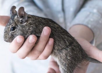 Pourquoi mon octodon cri ?