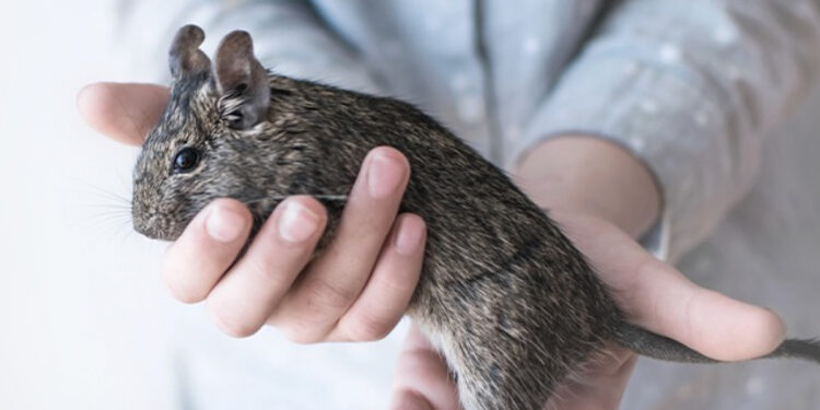 Pourquoi mon octodon cri ?