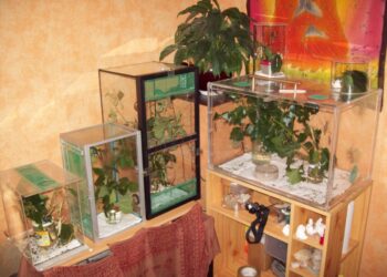 Pourquoi mon phasme est mort ?