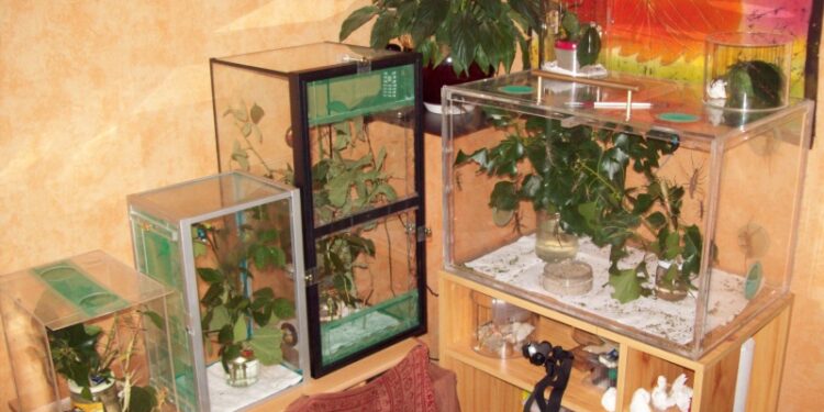 Pourquoi mon phasme est mort ?