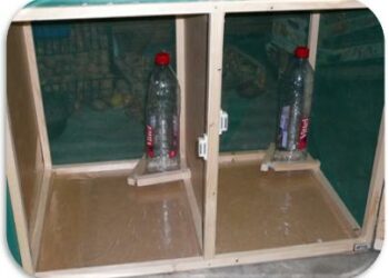 Pourquoi mon phasme est mort ?